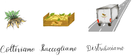 Yacon Italiano